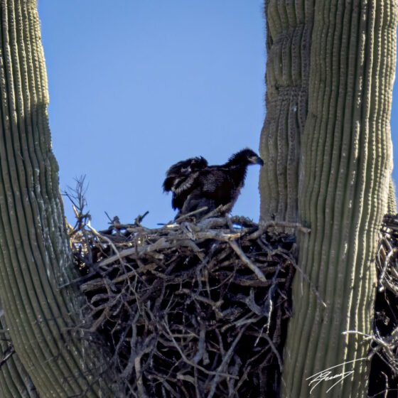 Today’s Photo from Ted Grussing Photography: A New Life Has Arrived grussing 20240403a
