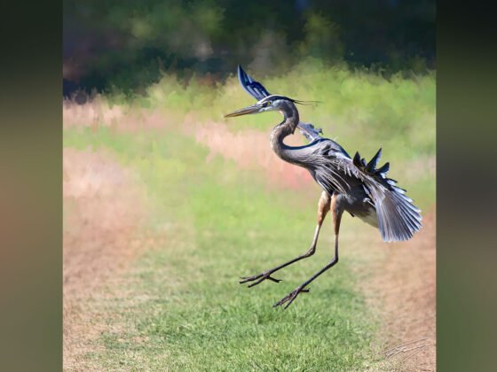 Today’s Photo from Ted Grussing Photography: The Flare grussing 20240408a FI