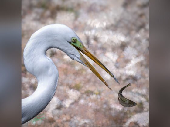 Today’s Photo from Ted Grussing Photography: The Flip … sequentially grussing 20240412a FI