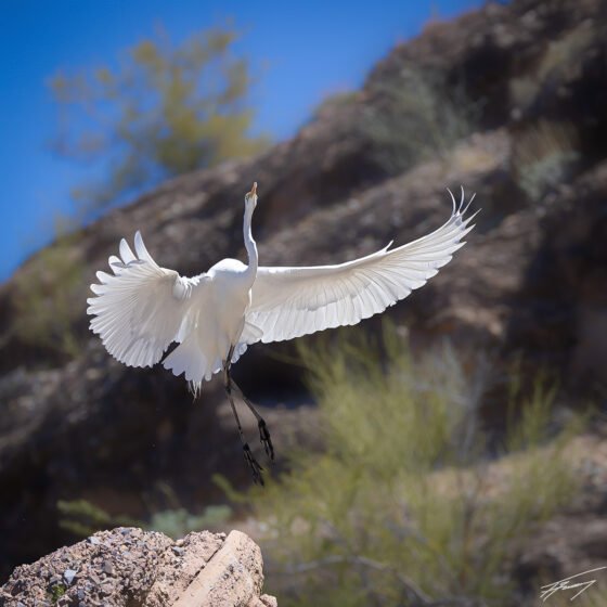 Today’s Photo from Ted Grussing Photography: The Elegance of Life grussing 20240415a