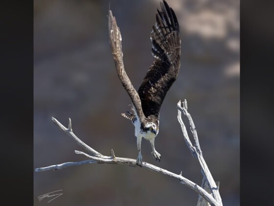 Today’s Photo from Ted Grussing Photography: … a talon or two grussing 20240419a FI