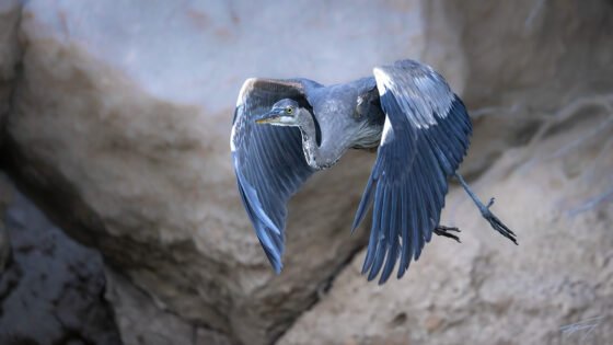 Today’s Photo from Ted Grussing Photography: blue … my favorite color grussing 20240422a