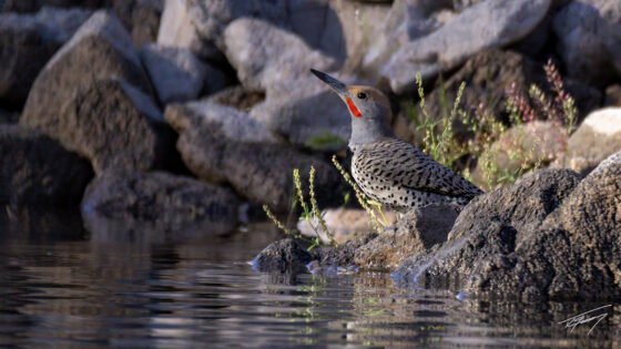 Today’s Photo from Ted Grussing Photography: … my week … spent in and with nature grussing 20240424a