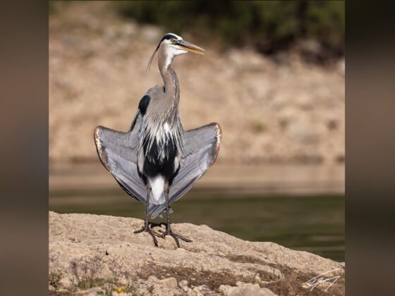 Today’s Photo from Ted Grussing Photography: Flash! … all we did was drive by! grussing 20240426a FI