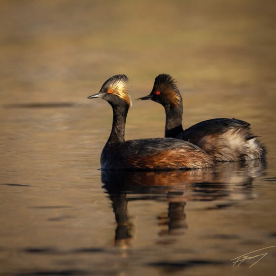 Today’s Photo from Ted Grussing Photography: First Light of the Day grussing 20240501a