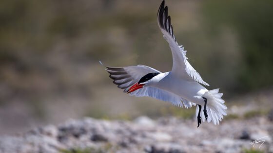 Today’s Photo from Ted Grussing Photography: … the flare … more from the lake grussing 20240506a