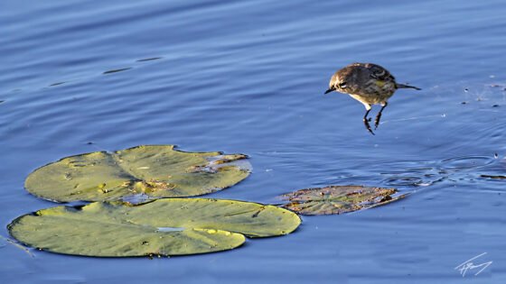 Today’s Photo from Ted Grussing Photography: … betwixt … and between grussing 20240508a