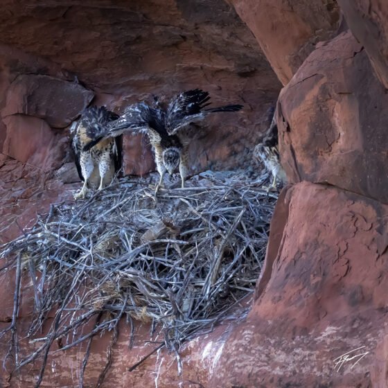Today’s Photo from Ted Grussing Photography: Life on the edge grussing 20240531a