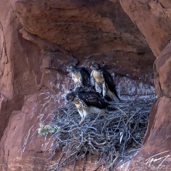 Today’s Photo from Ted Grussing Photography: … has anyone got the flight manual? grussing 20240604a
