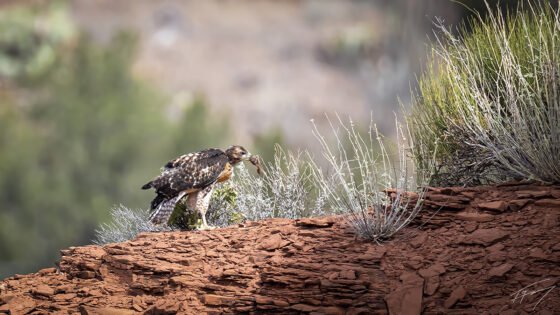 Today’s Photo from Ted Grussing Photography: … got it! grussing 20240605a