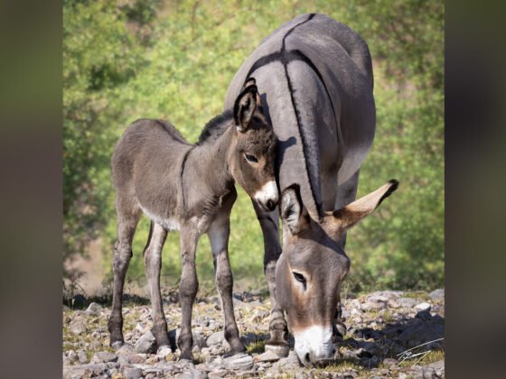 Today’s Photo from Ted Grussing Photography: … mornings on the lake and on the cliff grussing 20240617a FI