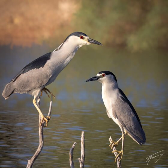 Today’s Photo from Ted Grussing Photography: … returning in the morning grussing 20240619a