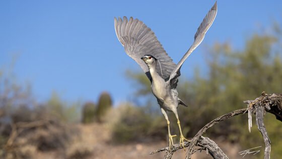 Today’s Photo from Ted Grussing Photography: … into flight and into the weekend grussing 20240621a