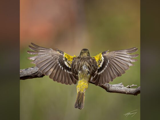 grussing 20240626a FI