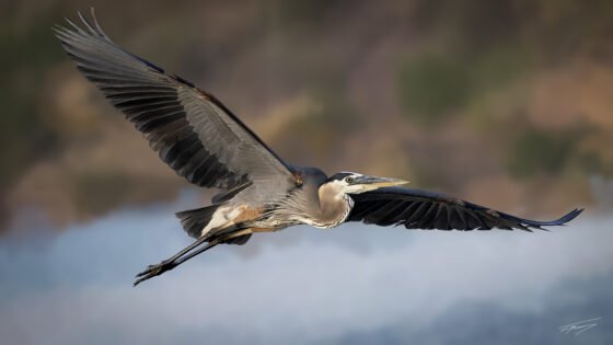 Today’s Photo from Ted Grussing Photography: … herons and egrets grussing 20240703a