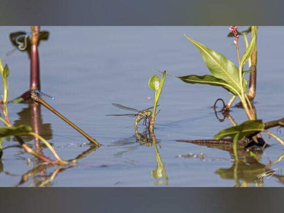 grussing 20240710a FI