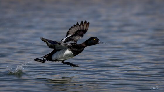 Today’s Photo from Ted Grussing Photography: … on the go grussing 20240717a