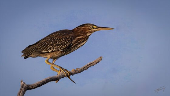 Today’s Photo from Ted Grussing Photography: … of herons and eagles grussing 20240719a
