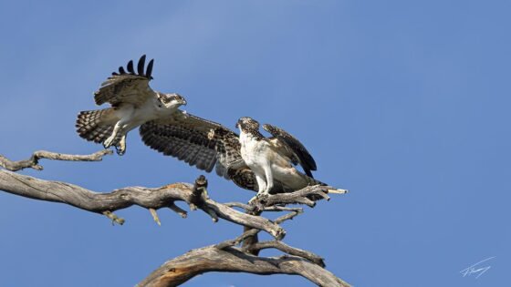 Today’s Photo from Ted Grussing Photography: … an Osprey Fledges grussing 20240726a