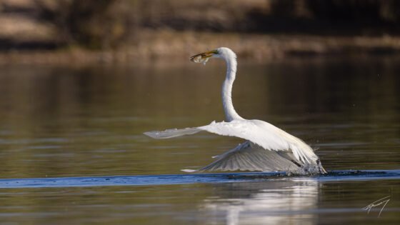 Today’s Photo from Ted Grussing Photography: … cool inflight moves grussing 20240729a