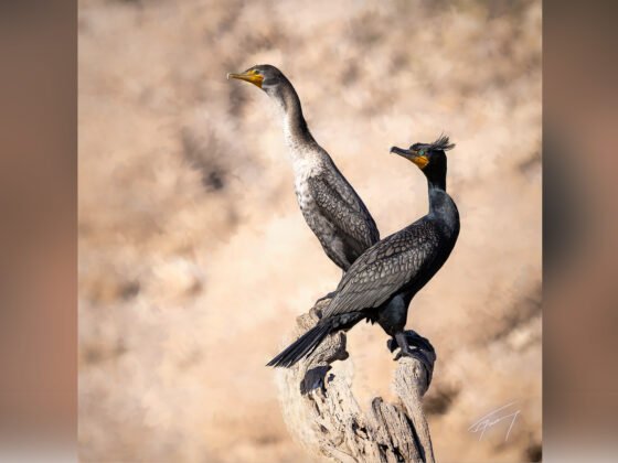 grussing 20240802a FI