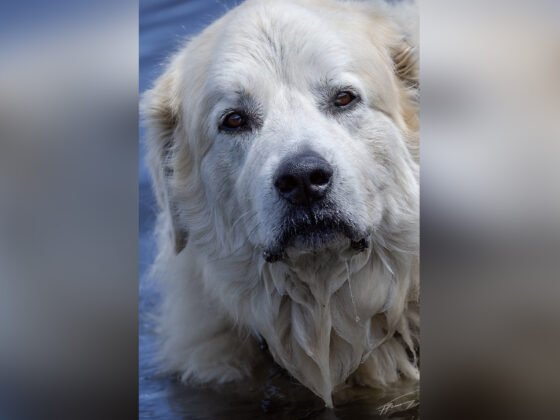 Today’s Photo from Ted Grussing Photography: … cruising country roads grussing 20240807a FI