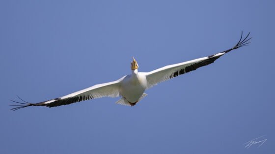 Today’s Photo from Ted Grussing Photography: Tip to tip … nine feet grussing 20240814a