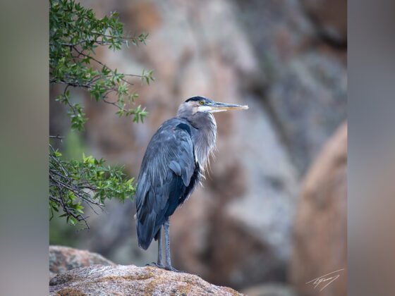 grussing 20240816a FI