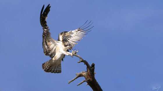 Today’s Photo from Ted Grussing Photography: … comings and goings … daily! grussing 20240821a