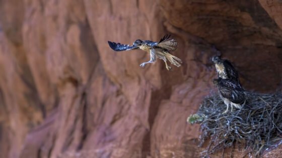 Today’s Photo from Ted Grussing Photography: With Gusto and Exuberance! grussing 20240823a