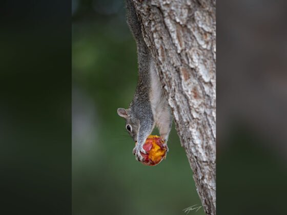 Today’s Photo from Ted Grussing Photography: Peaches … pure enjoyment grussing 20240902a FI