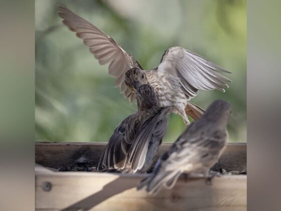 Today’s Photo from Ted Grussing Photography: … beak to beak grussing 20240904a FI