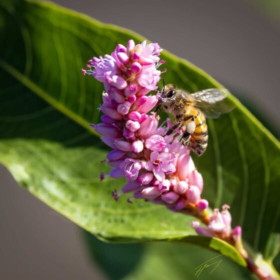 Today’s Photo from Ted Grussing Photography: … small but living large! grussing 20240911a