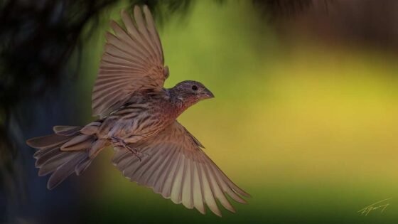 Today’s Photo from Ted Grussing Photography: a flare for life! grussing 20240915a