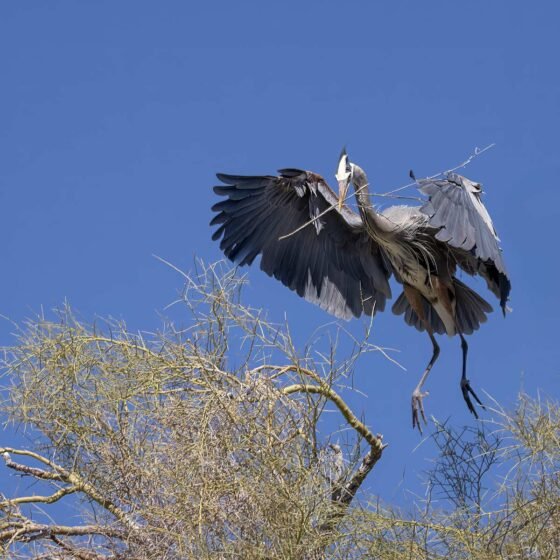 Today’s Photo from Ted Grussing Photography: … bringing it home grussing 20240916a