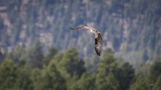 Today’s Photo from Ted Grussing Photography: … Dogtown and other lakes on the Plateau grussing 20240918a