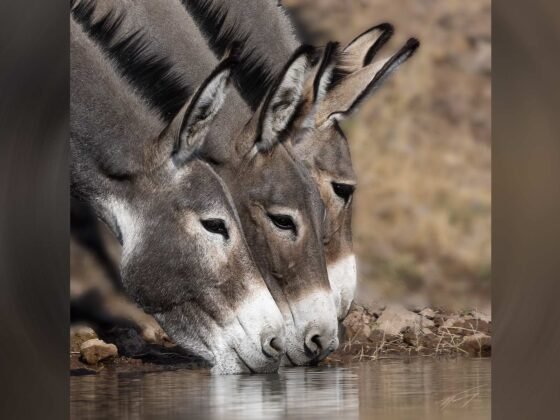 grussing 20240923a FI