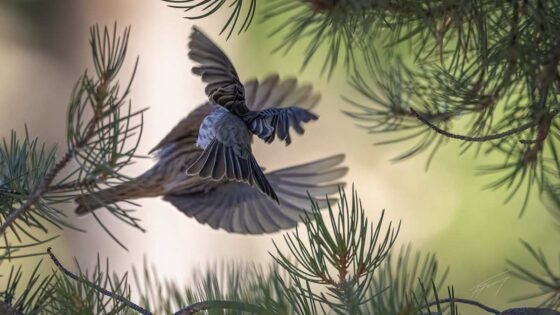 Today’s Photo from Ted Grussing Photography: … boldly into life grussing 20240927a