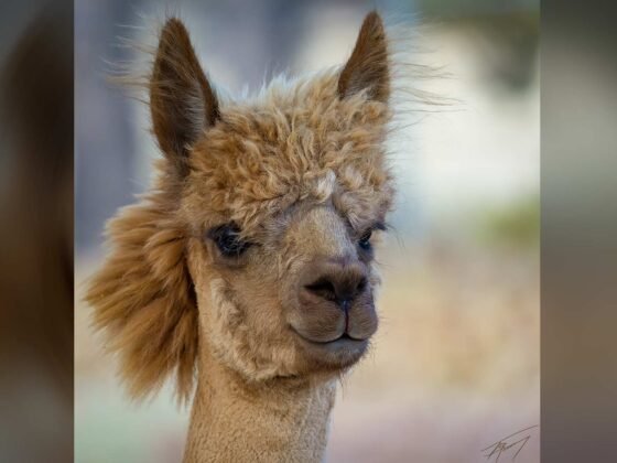 grussing 20241002a FI