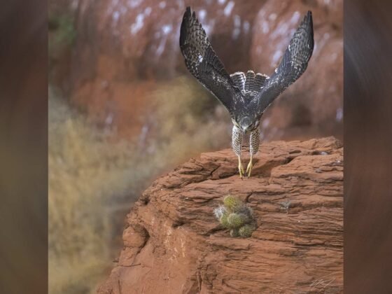 grussing 20241007a FI