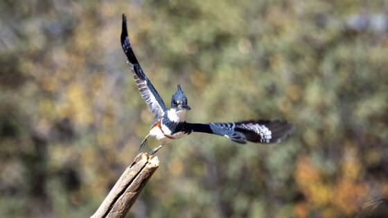 Today’s Photo from Ted Grussing Photography: … a new venue … Lynx Lake grussing 20241015a