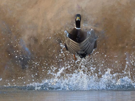 grussing 20241016a FI