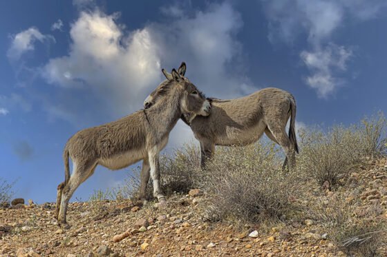 Today’s Photo from Ted Grussing Photography: … favs … the ones you cherish grussing 20241018a