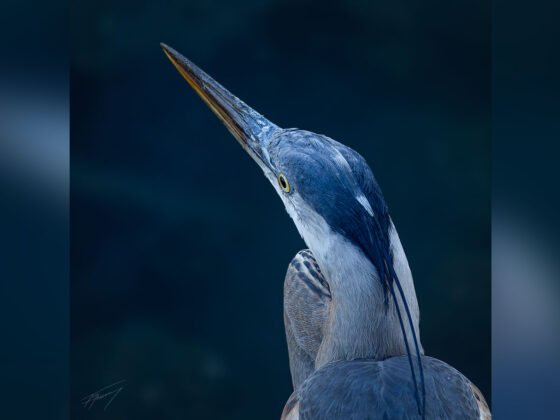 grussing 20241021a FI