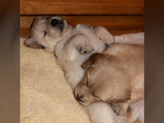 Today’s Photo from Ted Grussing Photography: Stressed out? …… spend some time with these little guys! grussing 20241030a FI