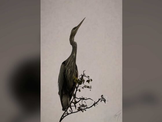 grussing 20241101a FI