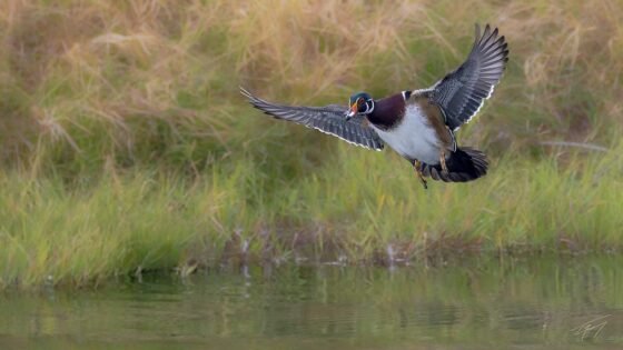 Today’s Photo from Ted Grussing Photography: … Woodies incoming grussing 20241104a