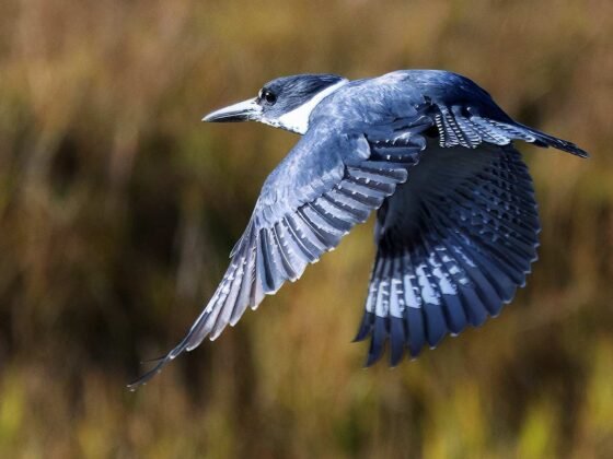 Today’s Photo from Ted Grussing Photography: … of Kingfishers and such grussing 20241112a FI