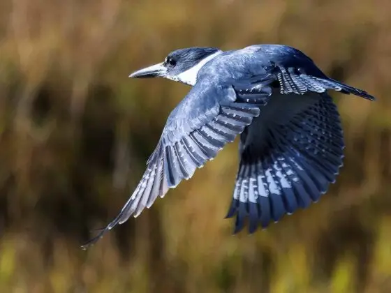 Today’s Photo from Ted Grussing Photography: ... of Kingfishers and such