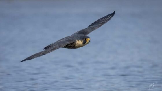 Today’s Photo from Ted Grussing Photography: … raptors on the go grussing 20241120a